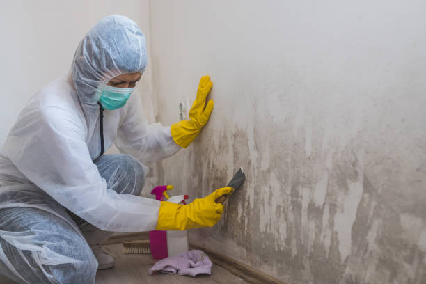 Best Biohazard Mold Removal  in Gold River, CA