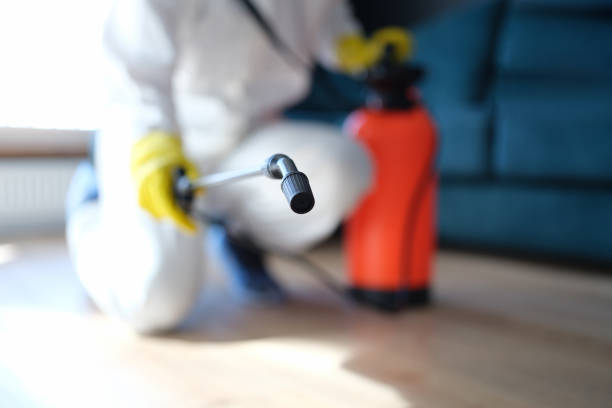 Best Mold Damage Restoration  in Gold River, CA