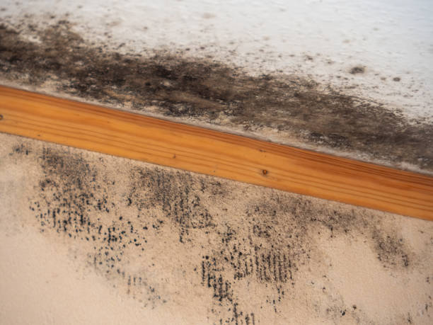 Best Biohazard Mold Removal  in Gold River, CA