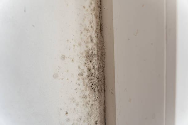 Best Post-Remediation Verification Testing  in Gold River, CA