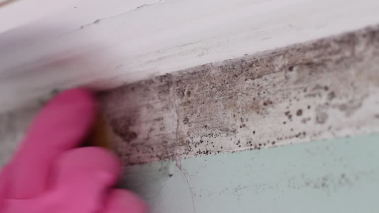 Best Mold Odor Removal Services  in Gold River, CA